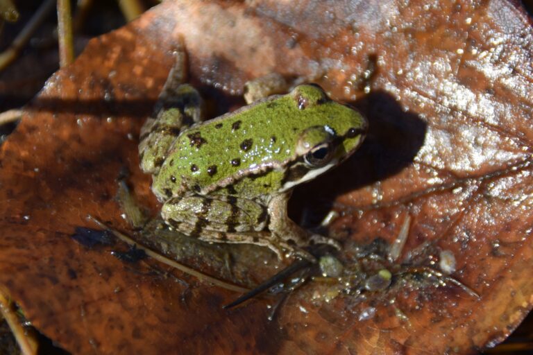 První jarní žába 2026