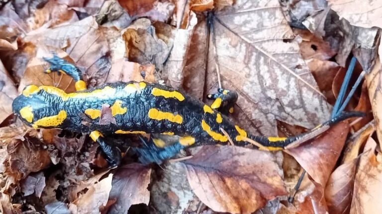 Soutěž v jarním mapování obojživelníků pokračuje!